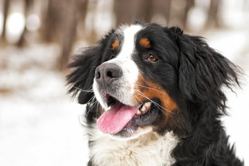 Bernese Mountain Dog outdoors, winter walk
