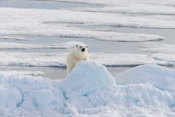Polar bear (Ursus maritimus) on the pack  ice north of Spitsberg