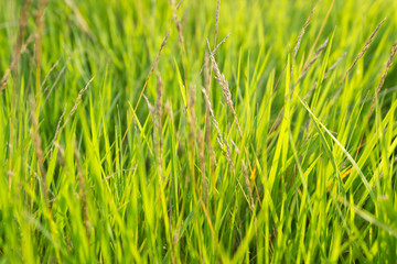 Background with green grass lit by the sun.