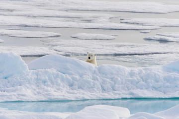 Polar bear (Ursus maritimus) on the pack  ice north of Spitsberg