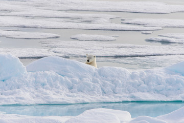 Polar bear (Ursus maritimus) on the pack  ice north of Spitsberg