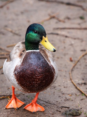 The Mallard Duck
