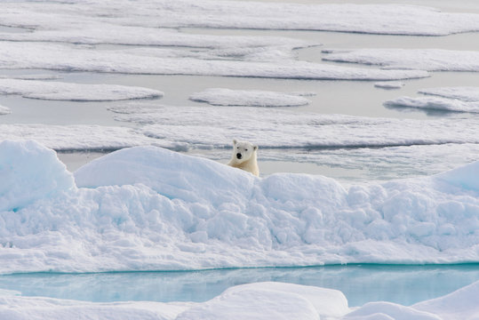 Polar bear (Ursus maritimus) on the pack  ice north of Spitsberg