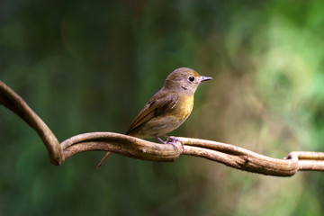 Bird lighting