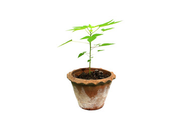 papaya sprout in pot on isolated
