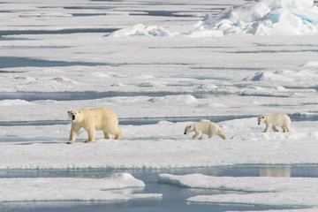 Polar bear mother (Ursus maritimus) and twin cubs on the pack ic