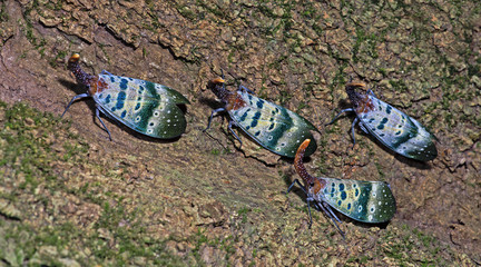 Colorful insect, Cicada or Lanternfly ( Pyrops ducalis) insect on tree in nature