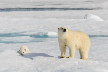 Plakat Polar bear mother (Ursus maritimus) and twin cubs on the pack ic