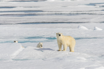 Naklejka na ściany i meble Polar bear mother (Ursus maritimus) and twin cubs on the pack ic