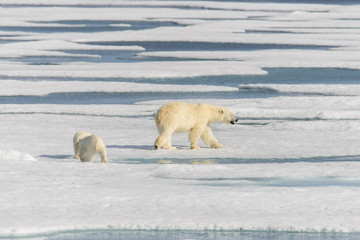 Polar bear mother (Ursus maritimus) and twin cubs on the pack ic