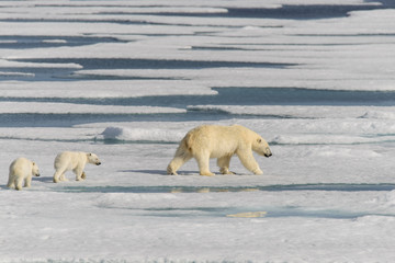 Fototapeta na wymiar Polar bear mother (Ursus maritimus) and twin cubs on the pack ic