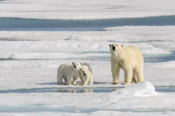 Cercles muraux Ours polaire Polar bear mother (Ursus maritimus) and twin cubs on the pack ic