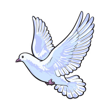 Free flying white dove, sketch style vector illustration isolated on white background. Realistic hand drawing of white dove, pigeon flapping wings, symbol of love, romance and innocence, marriage icon
