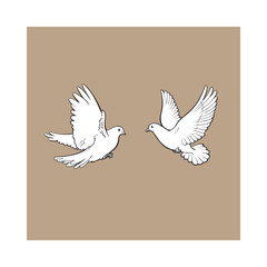 Two free flying white doves, sketch vector illustration isolated on brown background. Realistic hand drawn couple of white doves, pigeons flapping wings, symbol of love and romance, marriage icon