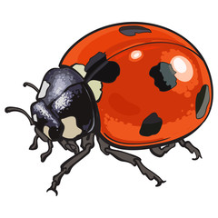 Red ladybug, ladybird with black spots, sketch illustration isolated on white background. color realistic hand drawing of ladybug or ladybird on white background