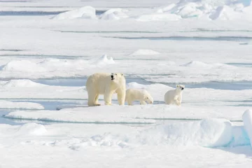 Papier Peint photo autocollant Ours polaire Mère ours polaire (Ursus maritimus) et oursons jumeaux sur le pack ic