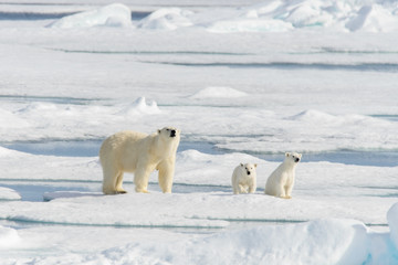 Mère ours polaire (Ursus maritimus) et oursons jumeaux sur le pack ic