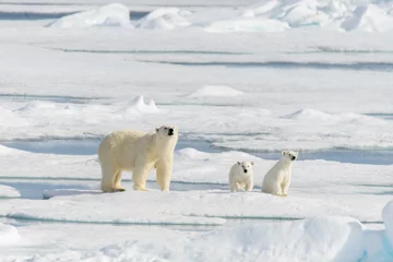 Papier Peint photo autocollant Ours polaire Mère ours polaire (Ursus maritimus) et oursons jumeaux sur le pack ic