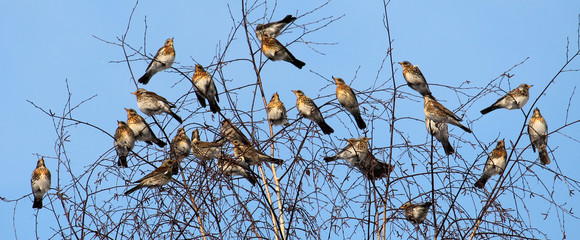 Fieldfares (Turdus pilaris) on tree