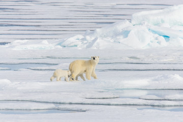 Polar bear mother (Ursus maritimus) and twin cubs on the pack ic