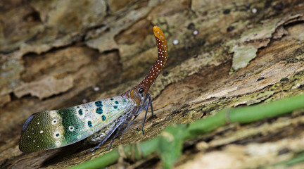 Colorful insect, Cicada or Lanternfly ( Pyrops ducalis) insect on tree in nature