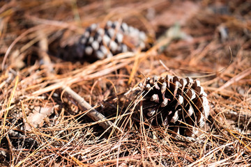 Pine Cones on the ground.