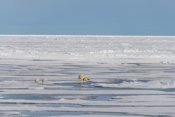 Polar bear mother (Ursus maritimus) and twin cubs on the pack ic