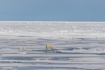 Polar bear mother (Ursus maritimus) and twin cubs on the pack ic