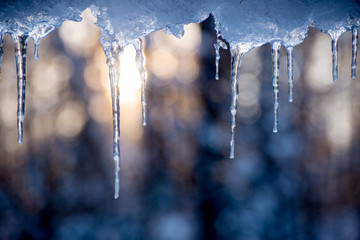 icicles hanging with sun rising behind in a forest - obrazy, fototapety, plakaty
