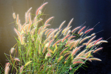 The clump flower of grass sunlight waterfront, group of floral meadow with long narrow leaves riverside, mass pampas flora leaf bush tree