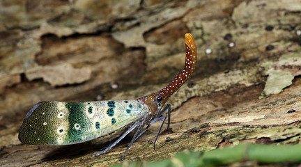 Colorful insect, Cicada or Lanternfly ( Pyrops ducalis) insect on tree in nature