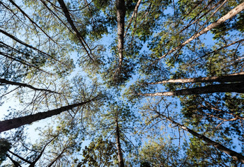 Top of pine trees with blue sky in background.