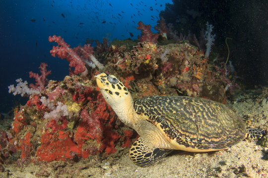 Hawksbill Sea Turtle and coral reef underwater