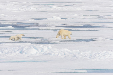 Polar bear mother (Ursus maritimus) and twin cubs on the pack ic