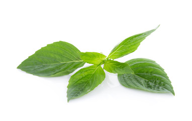 fresh basil leaves isolated on white background
