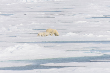 Polar bear mother (Ursus maritimus) and twin cubs on the pack ic