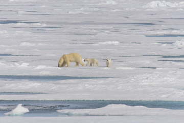 Obraz na płótnie Canvas Polar bear mother (Ursus maritimus) and twin cubs on the pack ic