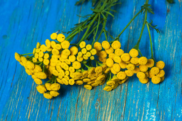 Tansy flower buttons on a blue background