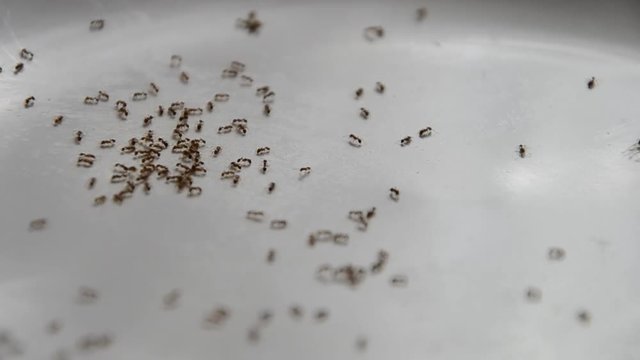 Group of ants eating crumbs from the cake. Colony of ants walking on plate in the kitchen. Shallow depth of field, in high definition FULL HD (1920x1080p)