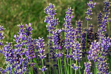 Fototapeta premium Natural flower background.