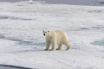 Fotobehang Polar bear (Ursus maritimus) on the pack  ice north of Spitsberg © Alexey Seafarer