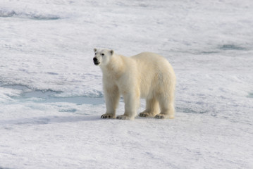 Obraz na płótnie Canvas Polar bear (Ursus maritimus) on the pack ice north of Spitsberg