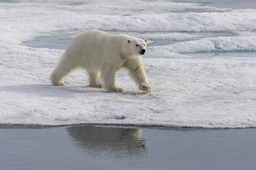 Polar bear (Ursus maritimus) on the pack  ice north of Spitsberg