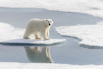 Polar bear (Ursus maritimus) on the pack  ice north of Spitsberg - obrazy, fototapety, plakaty