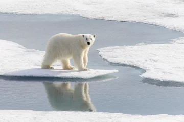 Fototapete Eisbär Eisbär (Ursus maritimus) auf dem Packeis nördlich von Spitzberg