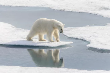 Photo sur Plexiglas Ours polaire Polar bear (Ursus maritimus) on the pack  ice north of Spitsberg