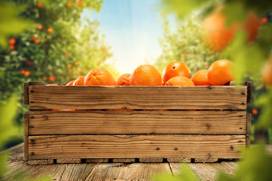 orange fruits and leaves 