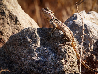 The posing Lizard