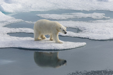Polar bear (Ursus maritimus) on the pack  ice north of Spitsberg