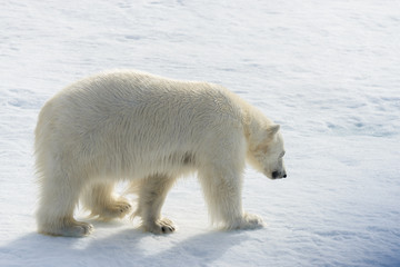 Polar bear (Ursus maritimus) on the pack  ice north of Spitsberg